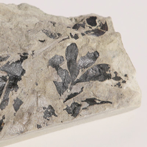 銀杏葉の化石